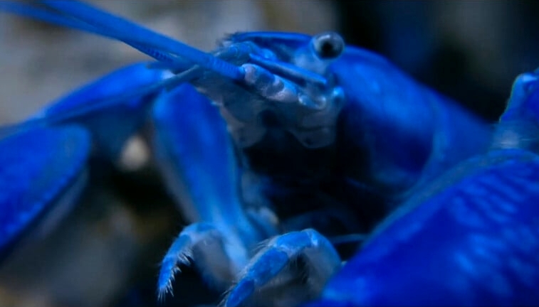 Il difetto dell’astice blu di Simone Marino (2023)